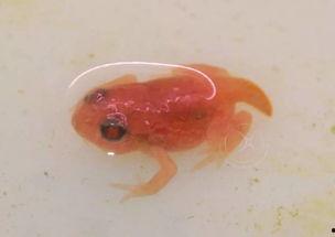 蝌蚪国产 第2张 蝌蚪国产 第2张