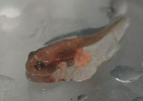 蝌蚪国产 第3张 蝌蚪国产 第3张